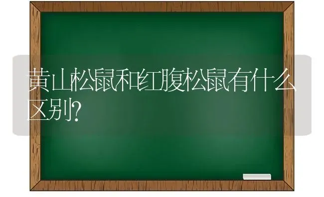 黄山松鼠和红腹松鼠有什么区别？ | 动物养殖问答