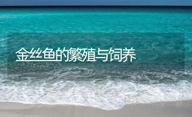 金丝鱼的繁殖与饲养 | 海水养殖技术