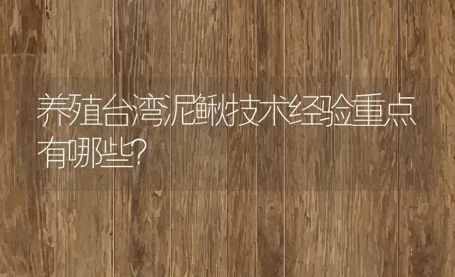 养殖台湾泥鳅技术经验重点有哪些？ | 动物养殖百科