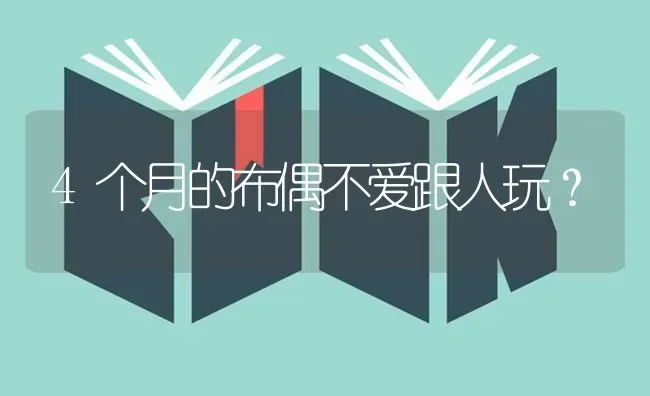 4个月的布偶不爱跟人玩？ | 动物养殖问答