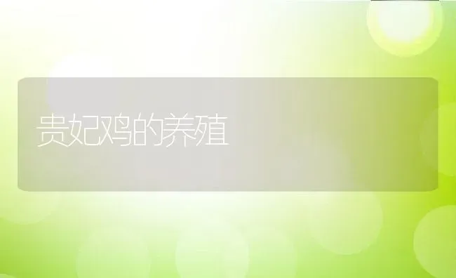 贵妃鸡的养殖 | 动物养殖教程