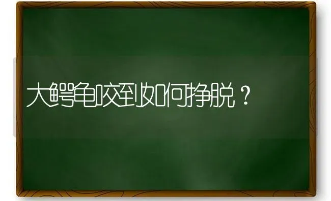 大鳄龟咬到如何挣脱？ | 动物养殖问答