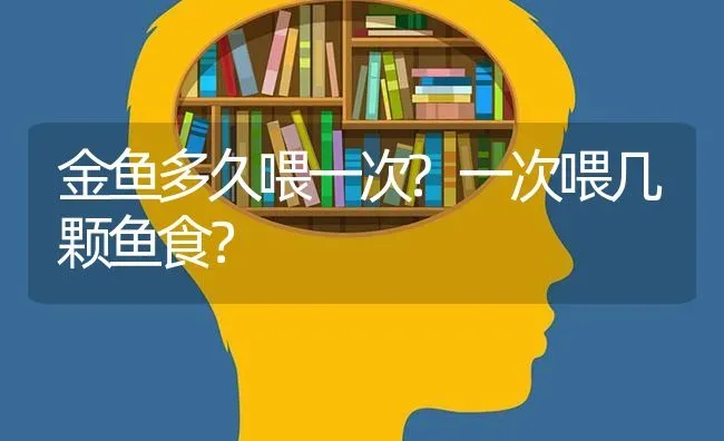 金鱼多久喂一次?一次喂几颗鱼食？ | 鱼类宠物饲养