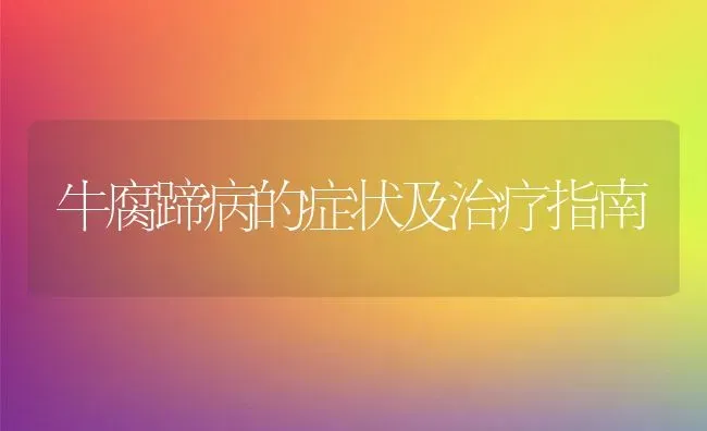 牛腐蹄病的症状及治疗指南 | 动物养殖教程