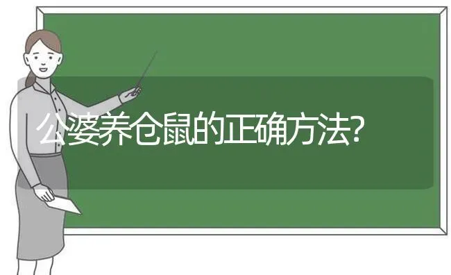 公婆养仓鼠的正确方法？ | 动物养殖问答