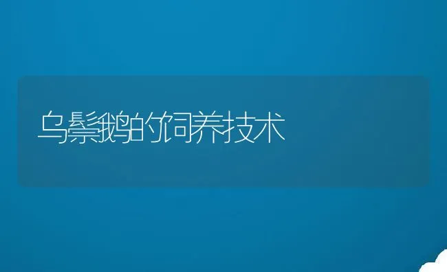 乌鬃鹅的饲养技术 | 动物养殖饲料