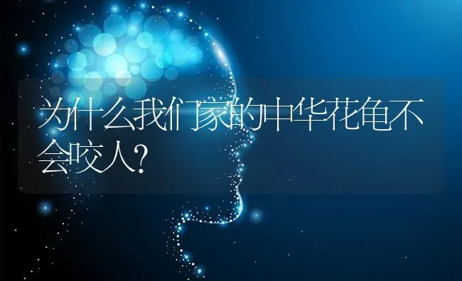 为什么我们家的中华花龟不会咬人？ | 动物养殖问答