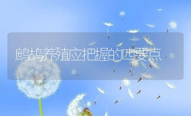 鹧鸪养殖应把握的四要点 | 动物养殖饲料