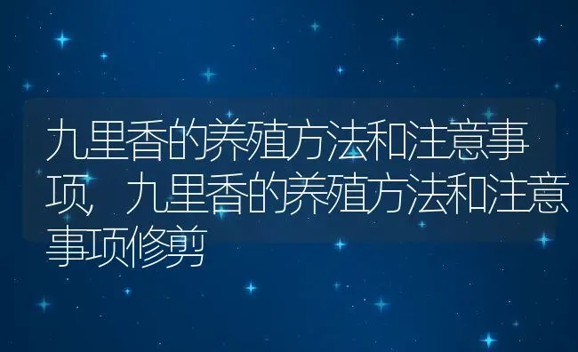 九里香的养殖方法和注意事项,九里香的养殖方法和注意事项修剪 | 宠物百科知识