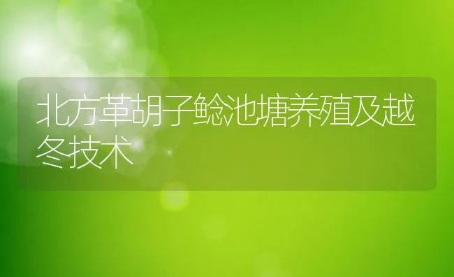 北方革胡子鲶池塘养殖及越冬技术 | 动物养殖饲料