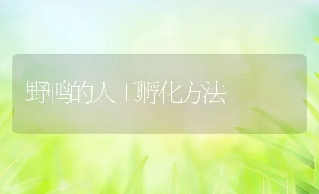 野鸭的人工孵化方法 | 动物养殖教程