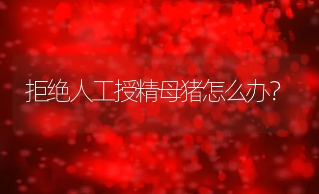 拒绝人工授精母猪怎么办？ | 动物养殖学堂