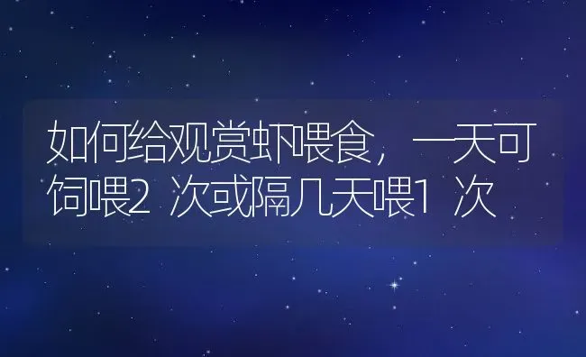 如何给观赏虾喂食，一天可饲喂2次或隔几天喂1次 | 动物养殖百科