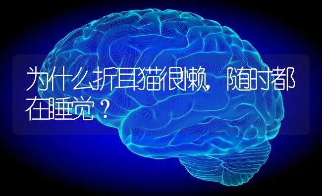 为什么折耳猫很懒，随时都在睡觉？ | 动物养殖问答