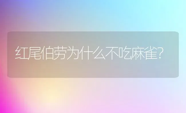 边牧能听懂多少话？ | 动物养殖问答