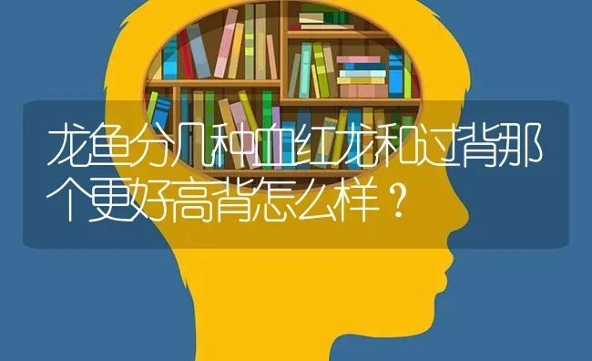 龙鱼分几种血红龙和过背那个更好高背怎么样？ | 鱼类宠物饲养