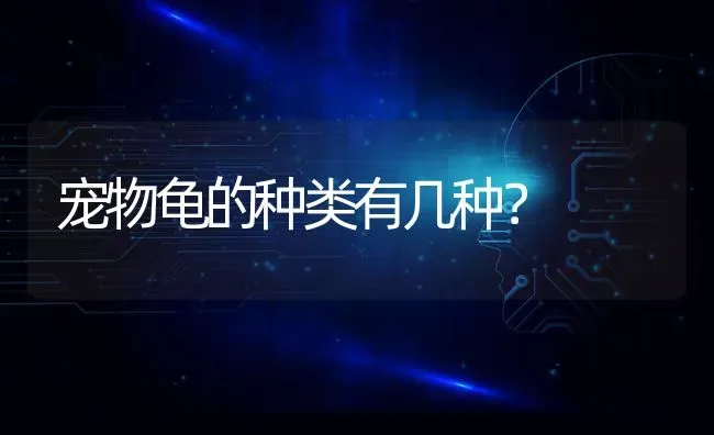 宠物龟的种类有几种？ | 动物养殖问答