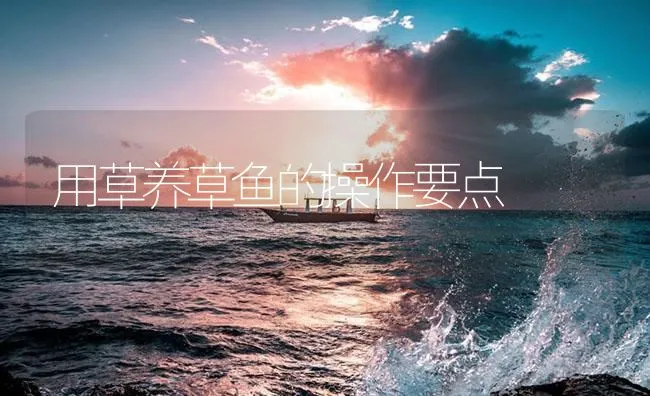 用草养草鱼的操作要点 | 海水养殖技术