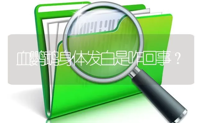 血鹦鹉身体发白是咋回事？ | 鱼类宠物饲养