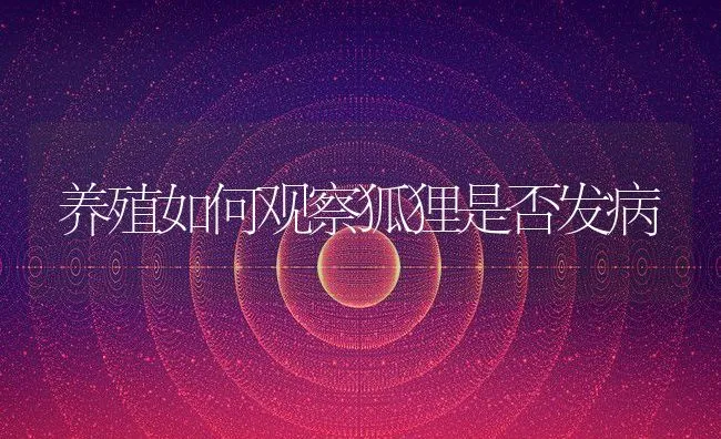 养殖如何观察狐狸是否发病 | 动物养殖学堂