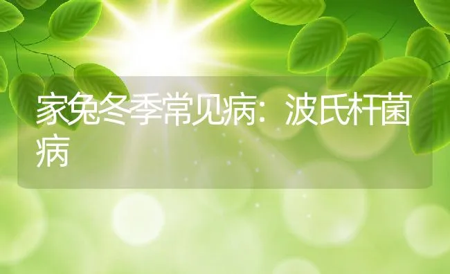 家兔冬季常见病：波氏杆菌病 | 水产养殖知识