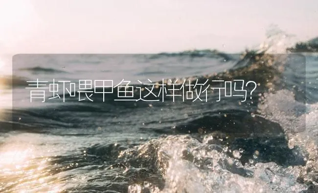 青虾喂甲鱼这样做行吗？ | 海水养殖技术