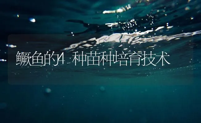 鳜鱼的4种苗种培育技术 | 海水养殖技术