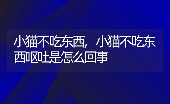 小猫不吃东西,小猫不吃东西呕吐是怎么回事 | 宠物百科知识