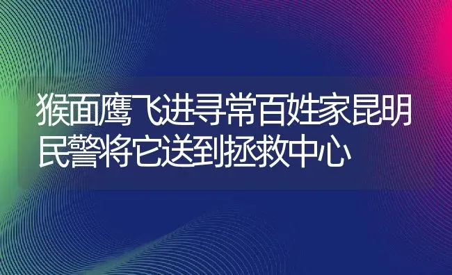 猴面鹰飞进寻常百姓家昆明民警将它送到拯救中心 | 特种养殖技术