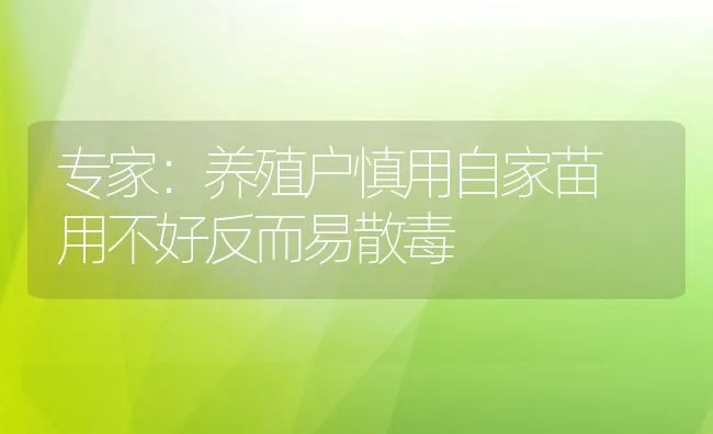 专家：养殖户慎用自家苗 用不好反而易散毒 | 动物养殖饲料