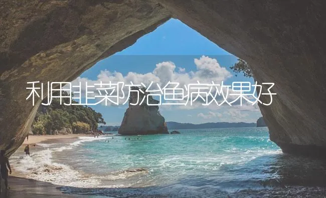 利用韭菜防治鱼病效果好 | 海水养殖技术