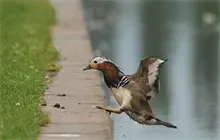 野鸭饲养新招