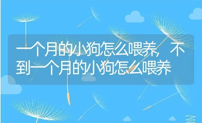 一个月的小狗怎么喂养,不到一个月的小狗怎么喂养 | 宠物百科知识