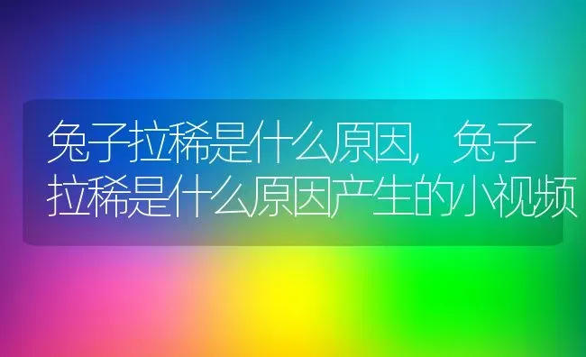 兔子拉稀是什么原因,兔子拉稀是什么原因产生的小视频 | 宠物百科知识