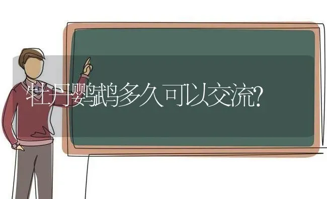 牡丹鹦鹉多久可以交流？ | 动物养殖问答