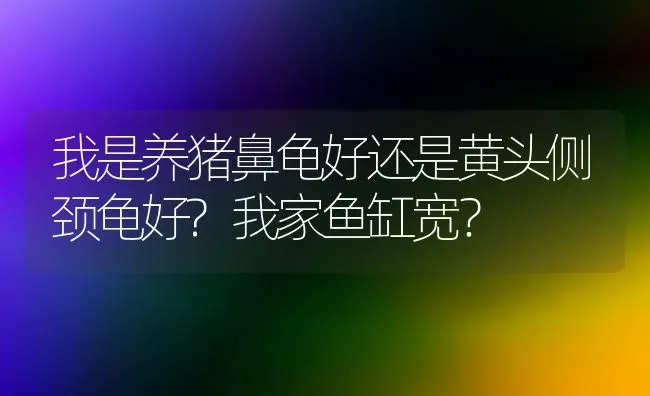 我是养猪鼻龟好还是黄头侧颈龟好?我家鱼缸宽？ | 动物养殖问答