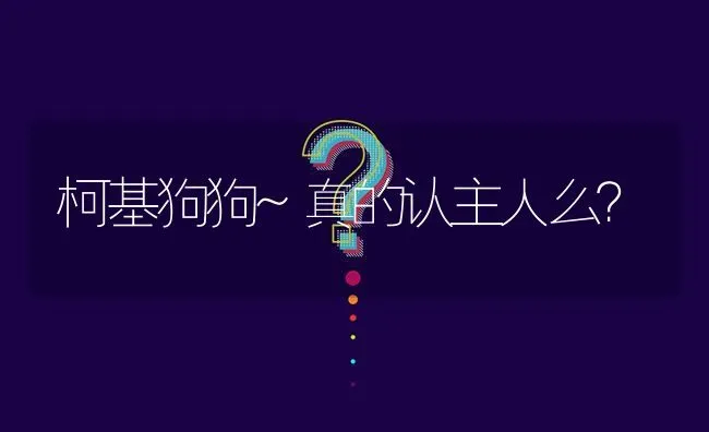 柯基狗狗~真的认主人么？ | 动物养殖问答