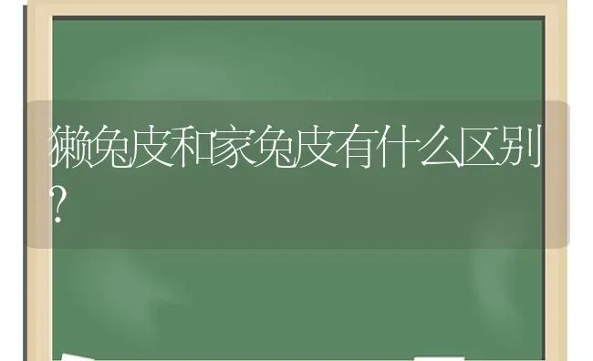 獭兔皮和家兔皮有什么区别？ | 动物养殖问答