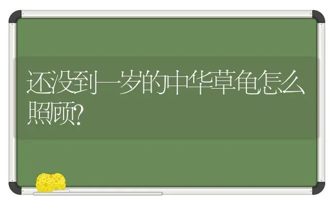 还没到一岁的中华草龟怎么照顾？ | 动物养殖问答