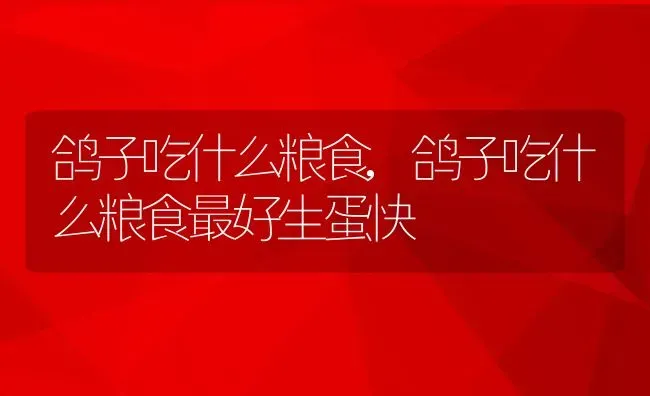 鸽子吃什么粮食,鸽子吃什么粮食最好生蛋快 | 宠物百科知识