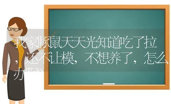 我家豚鼠天天光知道吃了拉，还不让模，不想养了，怎么办啊？ | 动物养殖问答