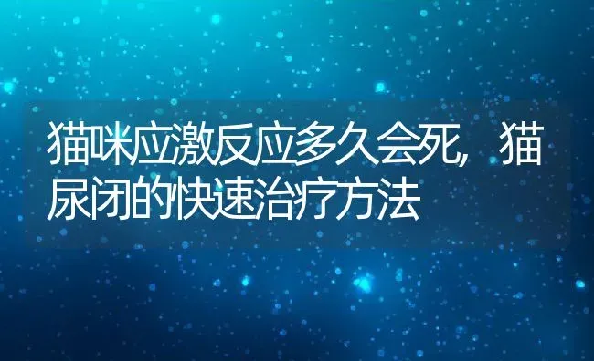 猫咪应激反应多久会死,猫尿闭的快速治疗方法 | 宠物百科知识