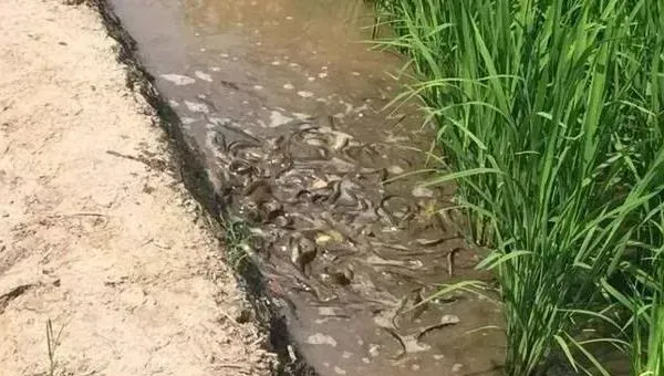 泥鳅无土养殖技术 稻田泥鳅养殖技术