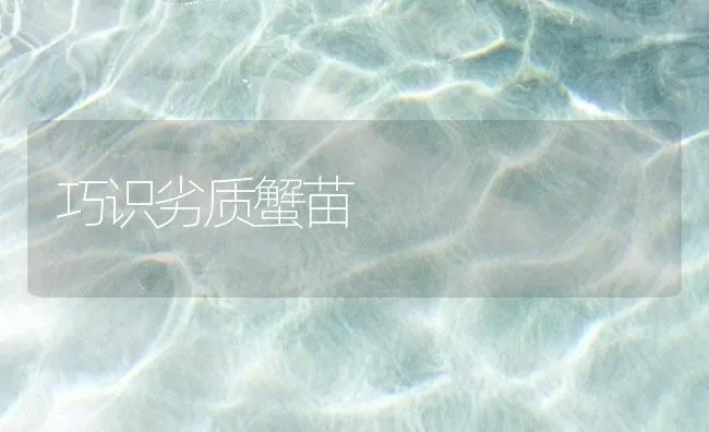 巧识劣质蟹苗 | 海水养殖技术