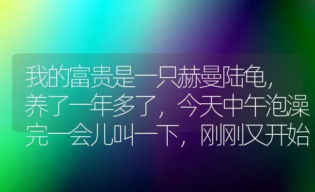 我的富贵是一只赫曼陆龟，养了一年多了，今天中午泡澡完一会儿叫一下，刚刚又开始了，以前从没有这情况？ | 动物养殖问答