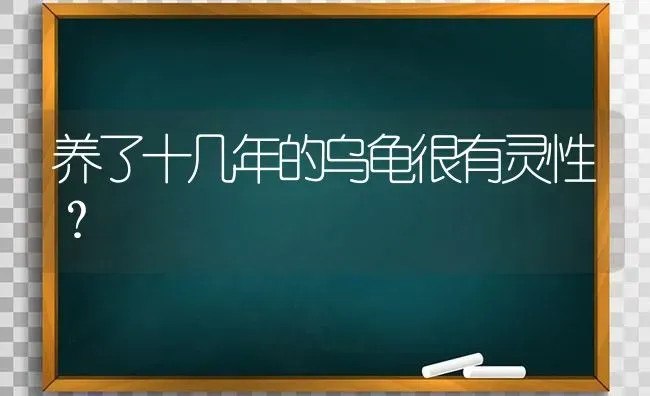 养了十几年的乌龟很有灵性？ | 动物养殖问答