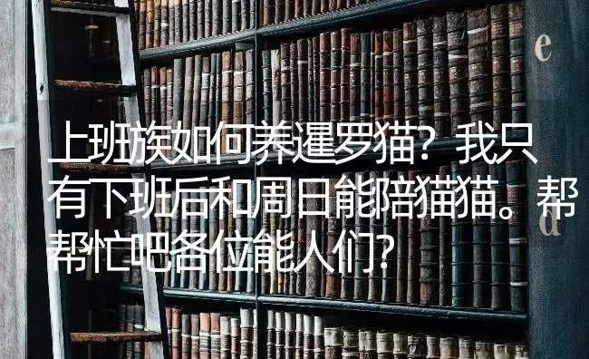 上班族如何养暹罗猫？我只有下班后和周日能陪猫猫。帮帮忙吧各位能人们？ | 动物养殖问答