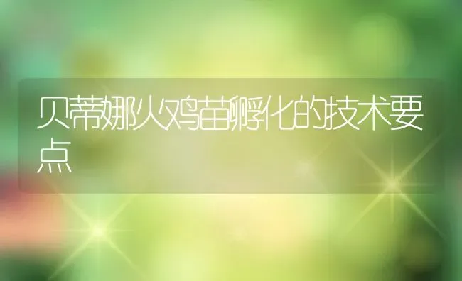 贝蒂娜火鸡苗孵化的技术要点 | 动物养殖百科