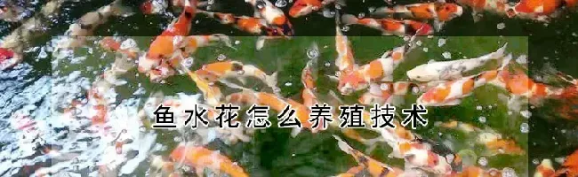 鱼水花怎么养殖技术