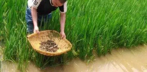 泥鳅无土养殖技术 稻田泥鳅养殖技术